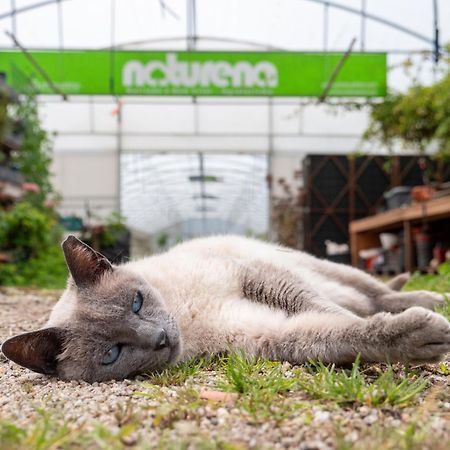 Naturena Agro-Turismo Durraes Ngoại thất bức ảnh